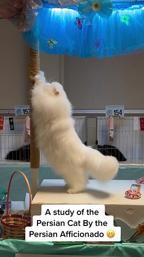 Understanding the Persian Cat Breed Standard