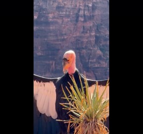 Zion California Condor Wingspan