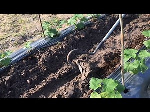 Growing Cucumbers At Backyard With Hand Duc's Plow