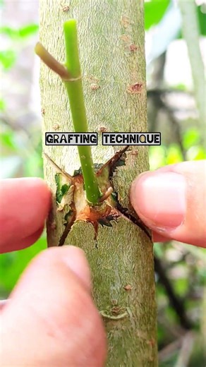 Easy grafting technique for create new buds‼️#grafting #gardening #farming #USAtoday #plantlovers