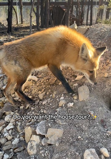 Inside Reed's Cozy Home: A Fox Ambassador's Tour
