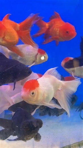 red cap gold big size AL NOOR AQUARIUM falaknuma hyd