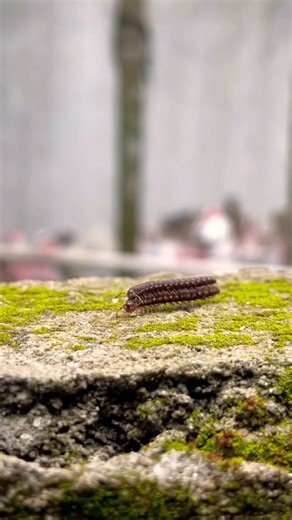 Millipede Speed Up 🐛⚡ | Fast Motion Nature Short #trending