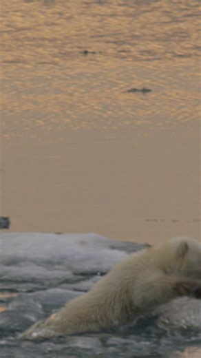 9K views · 284 reactions | Did you know that polar bears are only...