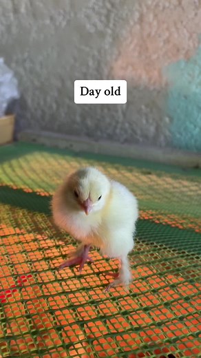 Growing Light Brahma Chicken Development: From Chick to Young Chicken