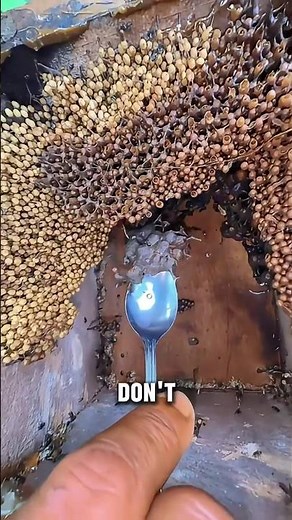 Vulture Bees Flesh-Eating Insects That Make 'Meat Honey'! 🍖🍯