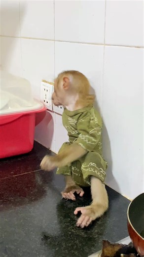 Sizzle sizzle! Mom’s cooking the tasty chicken 🐔🔥✨ #PetRehoming #monkey #fallinlove #MonkeyLife #animals #eating | Monkey Loader