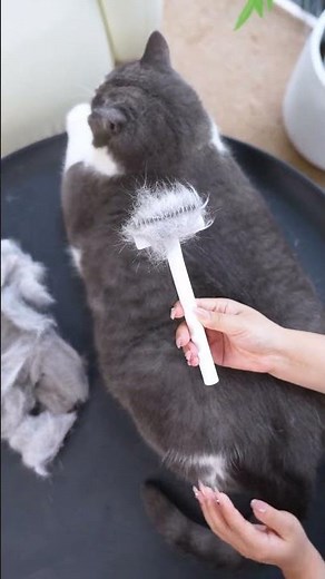 So Much Fur, Zero Scratches — Gentle Grooming for Cats ✨
