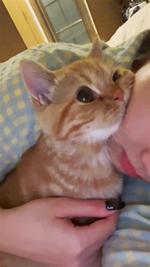 Clingy Kitten Loves Sleeping with People