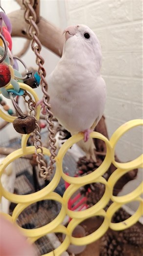 Adorable Cockatiel Chicky's Cute Playful Singing Moments 🎶🦜💖 #cockatielscraze