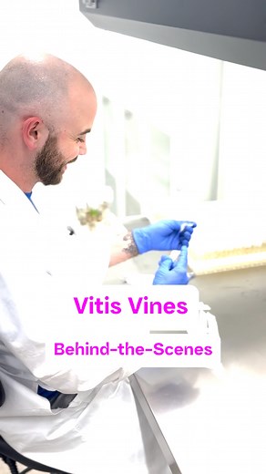Behind each vine is a team dedicated to sustainably propogating grapevines. It is our mission to help experienced growers and hobbyists alike. The more we share our project, the more we connect with people who are passionate about grape-growing but need help getting started. If this sounds like you, you can plan for the 2025 season with our current collection! We can help you along the way with tips and advice. #backyardvineyard #grapevines #winemakingprocees #growinggrapes #growingtips | Vitis 