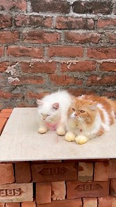 Billu 🤣🤣 #viralcat #catcomedy #memes #catlover | BA BU