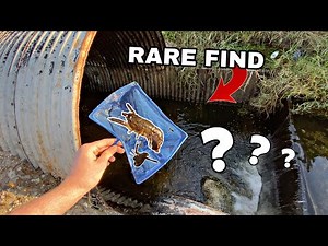 I Found an EXTREMELY RARE Creature While Fishing...