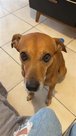 Tadinho gente fala assim com ele não 😔 ele é bebezinho 🤏🏻 #doguinhosdotiktok