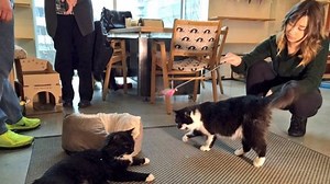 2.4K reactions · 499 shares | The Vancouver "catfé" that had to close...