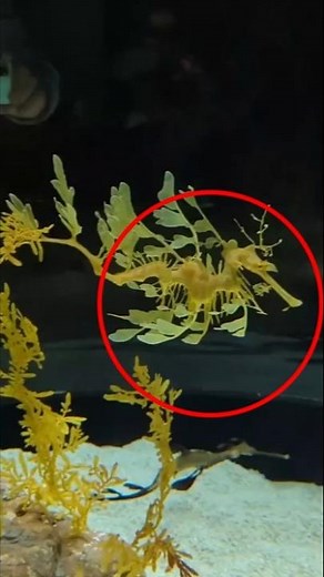 This "Seaweed" Is Actually a Fish! 😱 | Leafy Sea Dragon Facts