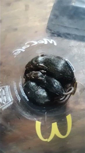 My 17-ft box truck infested with rats