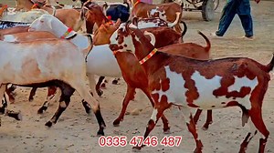 Gair Mulki 15 goat 🐐 ) نایاب نسل Hiran cross bakriyan 03354746487 top 10 goat breeds in pakistan pakistani goat breeds most expensive goat breed in pakistan barbari goat pakistan goat long ears barbari goat milk per day most expensive goat breed in the world beetal goat teddy bakri farming teddy bakri farm teddy bakri teddy bakri for sale teddy bakri price in pakistan tddy bakriyan teddy bakri for sale in karachi teddy bakri for sale in lahore teddy bakri farming in pakistan teddy bakri price t