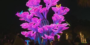 Riverbanks Zoo & Garden starts new holiday tradition: Wild Lights