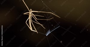Net Casting Spider secreting silk in preparing the Trap or the Casting Net to capture its next victim