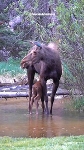 A moose nursing her calf in the Rocky Mountain National Park last summer. #moose #moosecalf #explorepage #coloradoadventures #Colorado #rmnp #nationalparks #rockymountainnationalpark #reels | Colorado Adventures