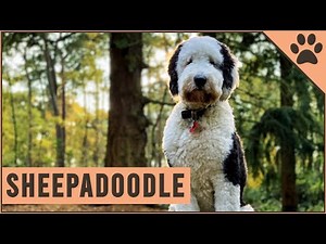 Sheepadoodle - Mix of Poodle and Old English Sheepdog