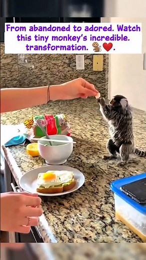 Rescued Finger Monkey’s Journey From Street to Soulmate | Heartwarming Short #monkeylove #animals