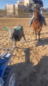 Usware oh my goodness I definitely get results! Lessons available daily heading or heeling any age ,weight, kid ,or Adult. 3466146759 online or in person. | Camish Jennings