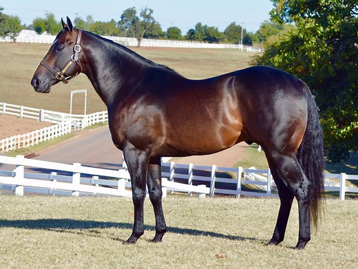 Race stallions available in CSU Stallion Auction https://www.32auctions.com/csustallionauction | Colorado State University Equine Reproduction Center and Laboratory