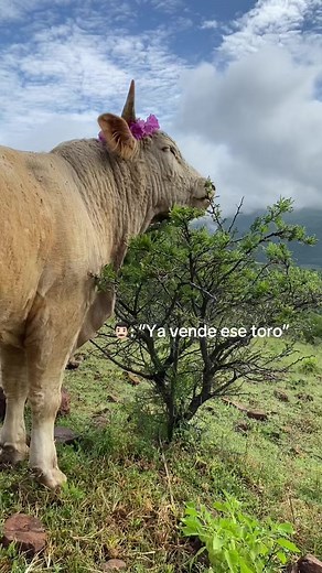 Nooooooooooooooooo😭😭😭😭#becerros | toro