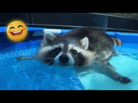 Raccoon doing swim swum
