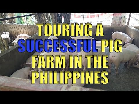 Touring A Successful Pig Farm In The Philippines.