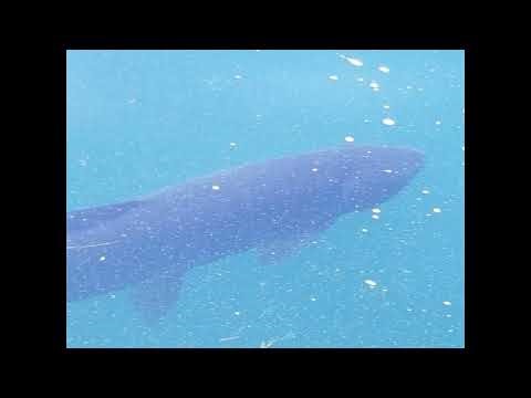 FOREVER BLUE By ISAAK, CHRIS