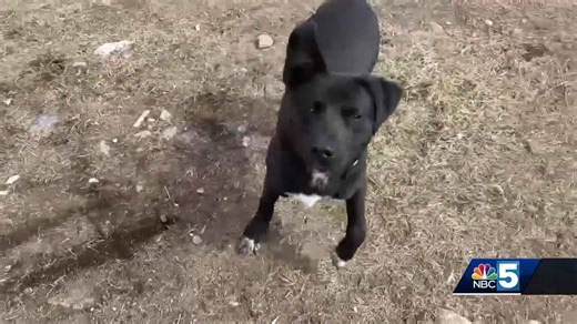 Pet Connection: May 1, 2025