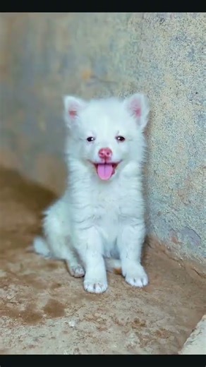Two Cute White Puppies Playing Together 🐶❤️ | Funny Puppy Shorts