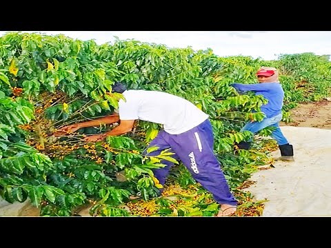 COLHEITA DE CAFÉ MANUAL - Café Carregado