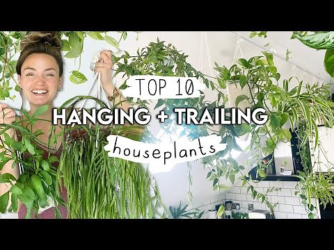 BEST Hanging + Trailing Houseplants Right Now 🌱 Top 10 Amazing Plants To Hang and Trail