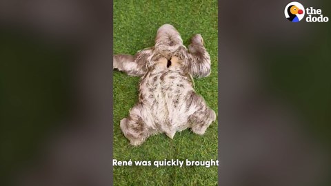 Sloth rescued with broken arm defies odds and heals