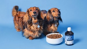 The benefits of Salmon Oil for Dogs - Pooch and Mutt