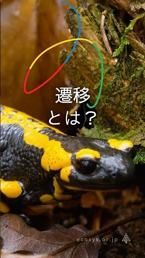 遷移とは？ #生物多様性 #環境保護 #植生 #遷移 #陽樹 #陰樹 #極相 #動的平行 #サステナブル #ネイチャーポジティブ #日本生態系協会