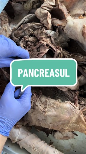 Pancreasul în toată splenodarea lui✅ #medclass #elprofesor TikTok