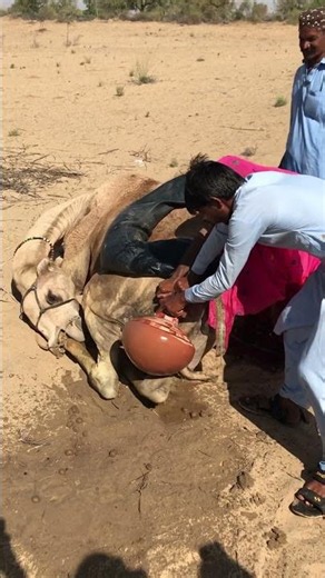 #camelslife #ahortsvideos #viral #amazing #scne #camel