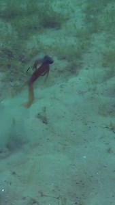 The 2.5” Hula Grub is Smallmouth 🍭 #yamamoto #yamamotobaits #whatyoufishmatters | Yamamoto Baits