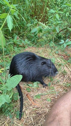 260 "Wanderratte besucht Nutria" Nutria an der Ruhr, Nutrie, Ragondin, Biberratte, Bisam, Coypu, Rat