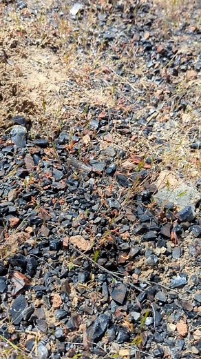 Good Times had in Oregon! Obsidian as far as the eye can see, and free! #mahoganyobsidian #omearthcrystals #crystalcollecting #crystalmining #oregon | Omearthcrystals