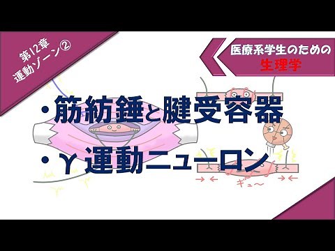 生理学 運動ゾーン② 「筋紡錘と腱受容器」「γ運動ニューロン」