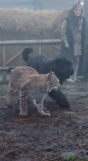 Bouvier des Flandres: Defender of the Belgian Farm