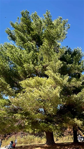 Carbonless | Building Science Education | I’ve always wanted to build a house that’s 100% thermally broken on all six sides. Walls. Roof. Slab. No shortcuts. No thermal bridges.... | Instagram