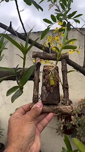 Belajar membuat anggrek lebih estetik 🥰🌻 Bisa dicoba tanam di batang kayu nih 🪵🌿 Jangan lupa gunting akar yg busuk/sudah mati ya 🥀 PROMO seedling dendro keriting Sudah di media kayu 😍👌 🎥 : flowers gardening #orchid #orchids #anggrek #perawatananggrek #dendrobiumorchids | BIBIT ANGGREK MALANG