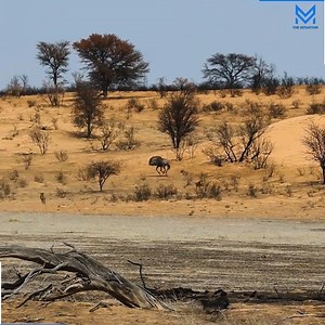 Brave mama wildebeest defends her calf from three cheetahs. | Mike "The Situation"